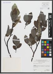 Foto von Salix apennina A. K. Skvortsov